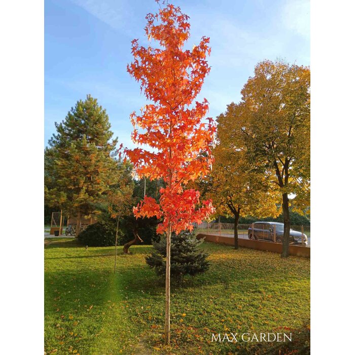 Ambrovník styraxový - Liquidambar styraciflua ´Worplesdon´