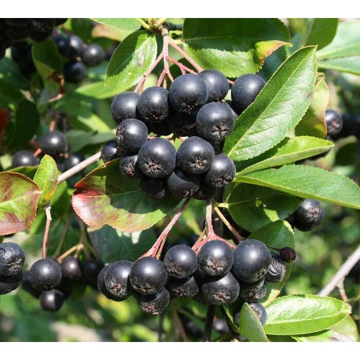 Aronia čierna ´Nero´ na kmienku – najobľúbenejší liečivý stromček