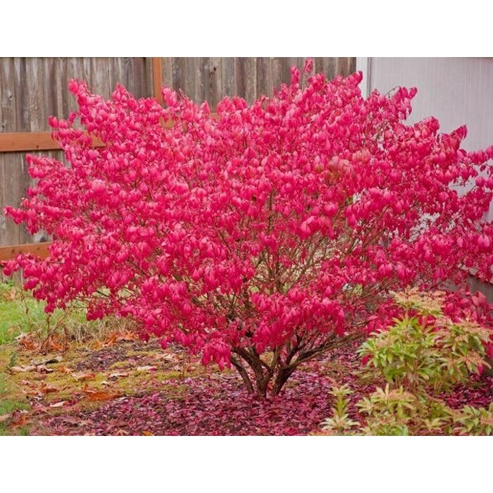 Bršlen krídlatý – Euonymus alatus | ohnivočervené jesenné listy