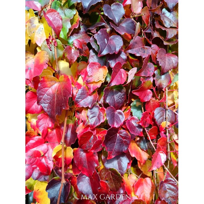 Pavinič trojlaločný ´Veitchii´ – Parthenocissus | samopnúca popínavka