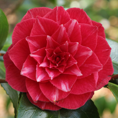 Kamélia Japonská červená  - Camellia japonica 'P...