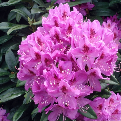 Rododendrón - Rhododendron  'Anah Kruschke'  Veľkosť: 40-60 ,  K10