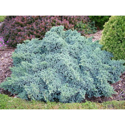 Borievka šupinatá - Juniperus squamata &#039;Blue Star&#039; 20/30 Co2,5L