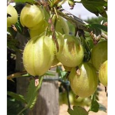 Egreš žltý stromčekový - Ribes uva-crispa ´Prima´ km60 Co2l