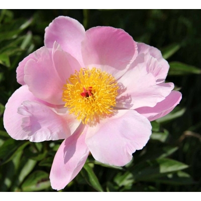 Pivonka čínska - Paeonia lactiflora Nymphe