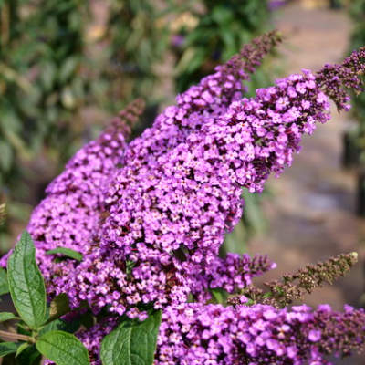 Buddleja davidii ‘Ile de France’ – motýlí ker plný farieb | Maxgarden