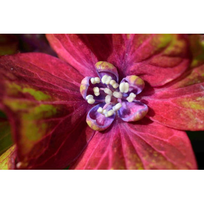 Hortenzia kalinolistá - Hydrangea macrophylla ´Schloss Wackerbarth´ Co4L