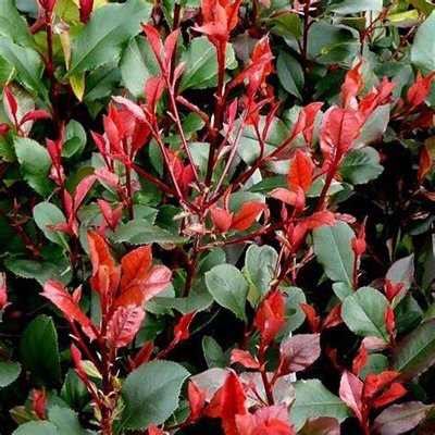 Červienka, Fotínia - Photinia fraseri ´Little Red Robin´  Co9L