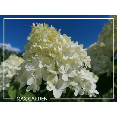 Hortenzia metlinatá - Hydrangea Paniculata ’Limelight&#039;  Veľkosť: 40-50 , K3...