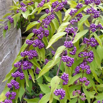 Krásnoplodka - Callicarpa dichotoma ´Issai´ Co2.5L 20/30