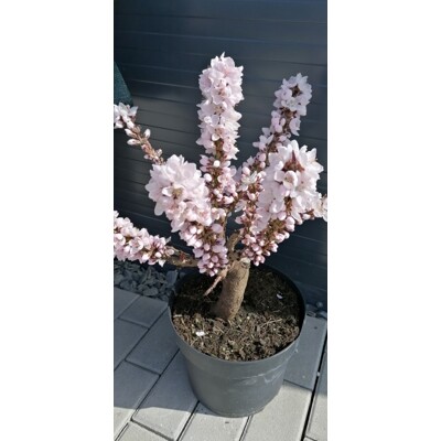 Zakrslá broskyňa ´Balkonela Red´ – Sladké ovocie do kvetináča