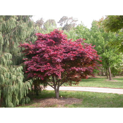 Javor dlaňolistý - Acer palmatum ´Atropurpureum´  Veľkosť: 30-40 ,  K2,5
