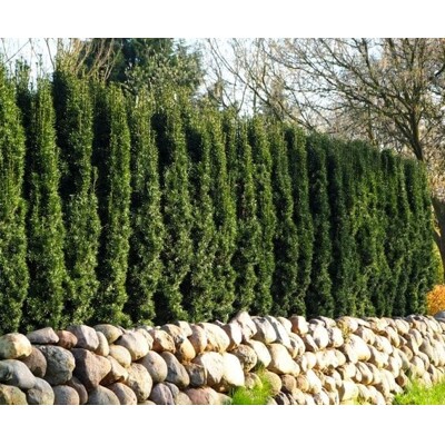 Tis oby?ajný - Taxus baccata 'Fastigiata Robusta' 20/30 Co2,5L