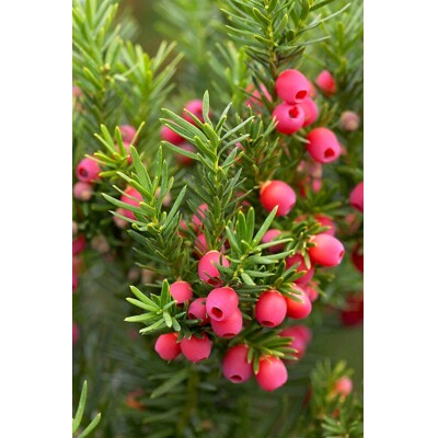 Tis prostredný - Taxus media ´Hicksii´