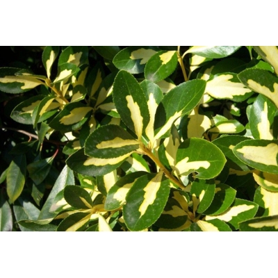 Bršlen japonský 'Luna'  - Euonymus japonicus 'Luna'  Ve?kos?: 20-30 ,  K2,5
