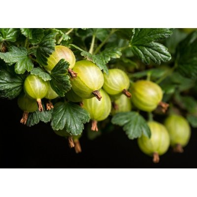 Egreš biely stromčekový - Ribes uva-crispa 'Invicta' KM60