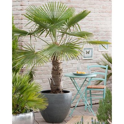 Palma konopná- Trachycarpus fortunei 25/30 Co2L