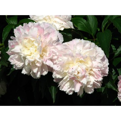 Pivonka čínska - Paeonia lactiflora &#039;Shirley Temple&#039; P14