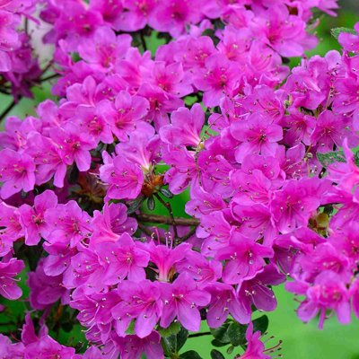 Azalka japonská - Azalea japonica &#039;Geisha Purple&#039; Veľkosť: 20-30 , K2,5