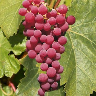Vinič stolový - Vitis vinifera &#039;Vanessa&#039; - ružové bezsemenné 20KM , RK3 , CR2...