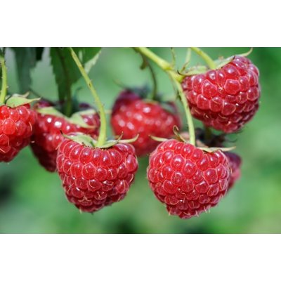 Malina červená - Rubus idaeus &#039;Fertődi Zamatos&#039;  Veľkosť: 40 , RK2