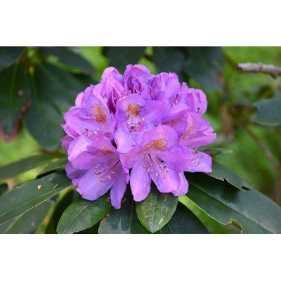 Rododendrón - Rhododendron catawbiense 'Grandifl...