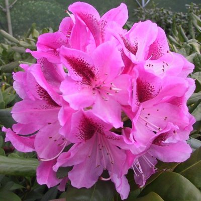 Rododendrón - Rhododendron ´Cosmopolitan' 30/40 ...