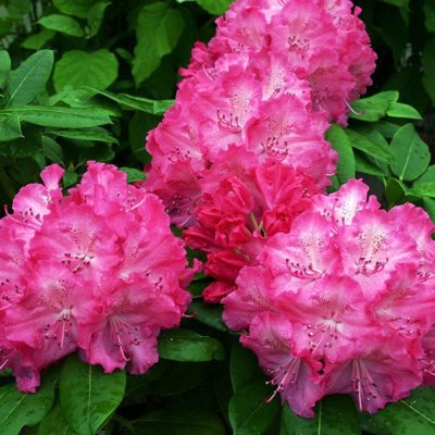 Rododendrón - Rhododendron  &#039;Germania&#039;  30/40 Co4L