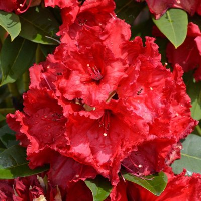 Rododendrón - Rhododendron &#039;Red Jack&#039;  Veľkosť: 30-40 , K4