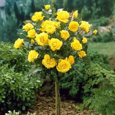 Ruža na kmienku - Rosa 'Landor' - žltá  Veľkosť:...