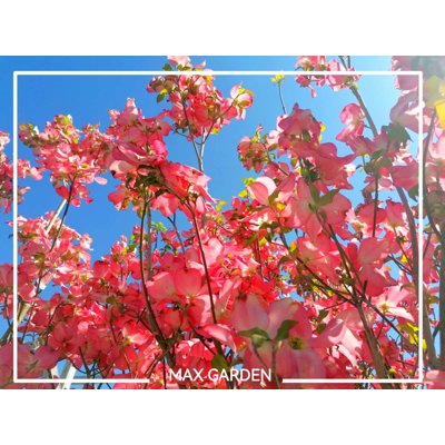 Drieň kvetnatý - Cornus florida ´Rubra´ Co5L 80/...