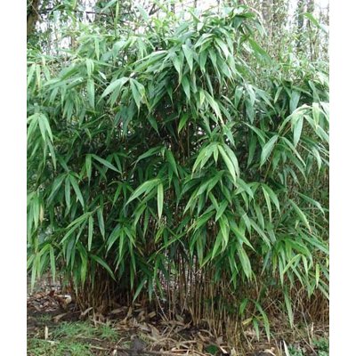 Bambus - Phyllostachys 'Metake'