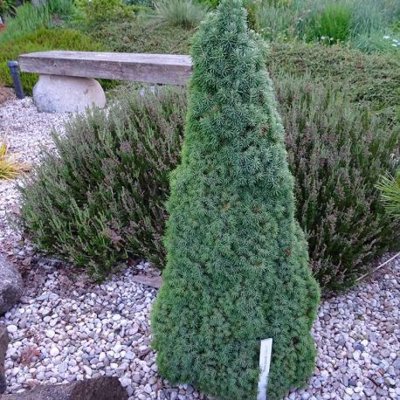 Smrek biely - Picea glauca 'Lilliput' Co2L 20/25