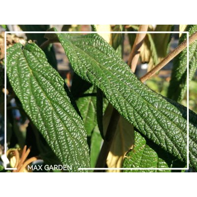 Kalina vrásčitolistá - Viburnum rhytidophyllum C...