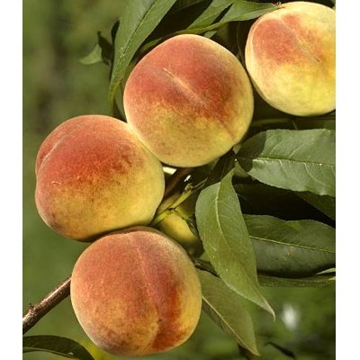 Broskyňa -  Prunus persica ´Envoy´ - stredne neskorá Co5L