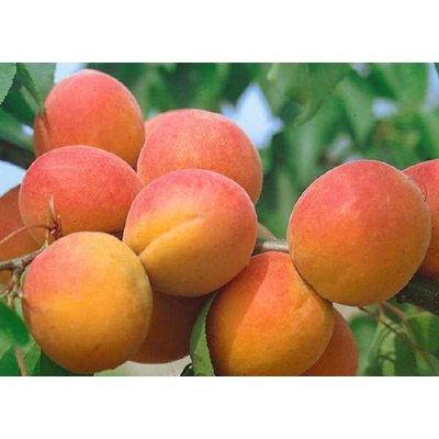 Marhuľa obyčajná - Prunus armeniaca 'Harcot'  Co...