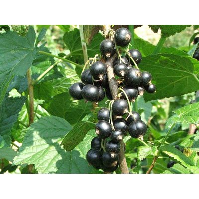 Ríbezle čierny - Ribes nigrum 'Orion' - stromkov...