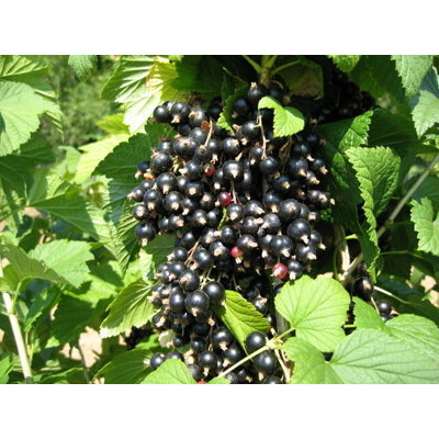 Ríbezľa čierna stromčeková - Ribes nigrum 'Trito...