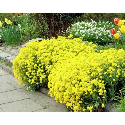 Alyssum saxatile 'Summit'