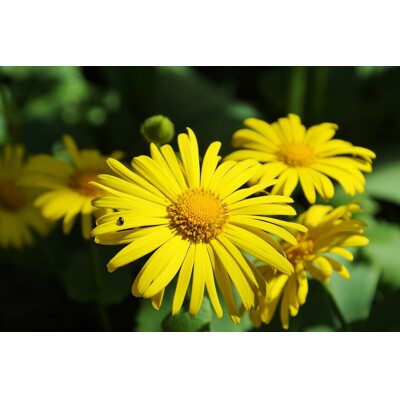 Doronicum orientale 'Leonardo Compact'