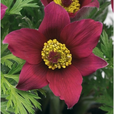 Pulsatilla vulgaris 'Pinwheel Dark Red Shades'