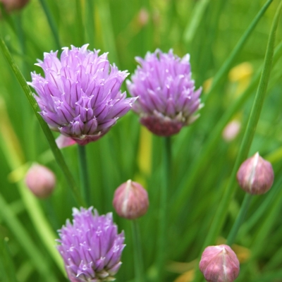 Pažítka - Allium schoenoprasum Co1L