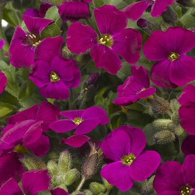 Aubrieta hybrida 'Audrey Red'