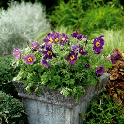 Pulsatilla vulgaris 'Pinwheel Blue Violet Shades'