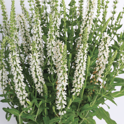Salvia officinalis superba 'Merleau White'