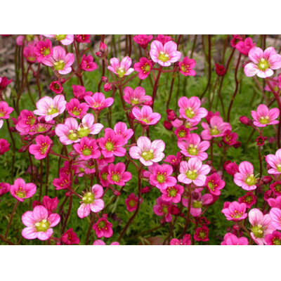 Saxifraga x arendsii 'Elf Rose'