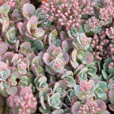 Sedum cauticola ‘Lidakense’