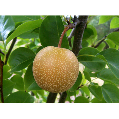 Hruška japonská - 	Pyrus pyrifolia Nashi ´Kumoi´ - neskorá