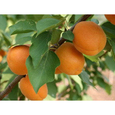 Marhuľa obyčajná - Prunus armeniaca ´Goldrich´ -...