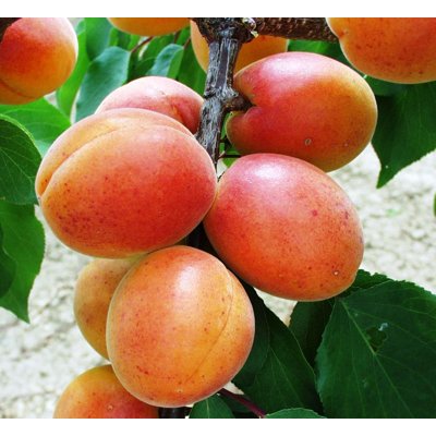 Marhuľa obyčajná - Prunus armeniaca ´Legolda´ - ...
